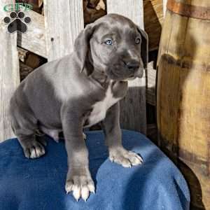 Blue Jay, Great Dane Puppy